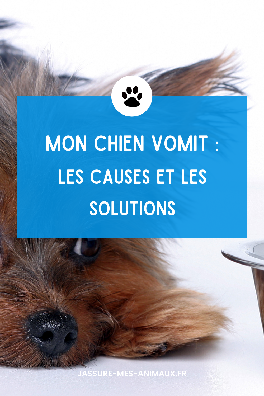 Mon chien vomit pourquoi et que faire ? JMA