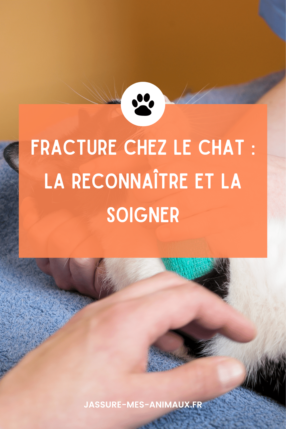 Fracture chez le chat causes et traitement JMA